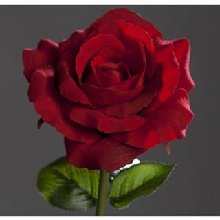 ASKO - NÁBYTOK Umelý kvet Velvet ruža, červená, značky ASKO - NÁBYTOK