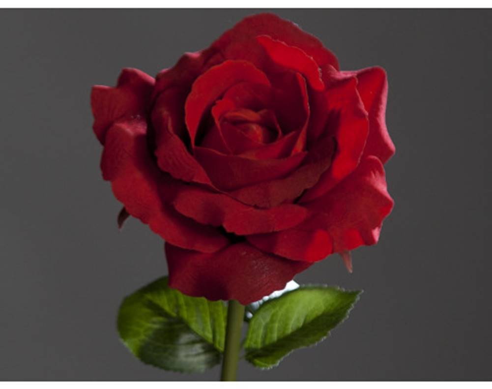 ASKO - NÁBYTOK Umelý kvet Velvet ruža, červená, značky ASKO - NÁBYTOK